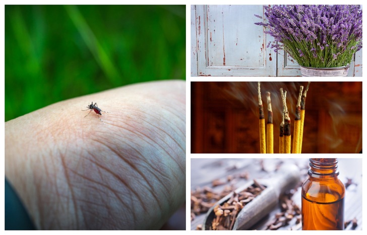 Natural Ways To Get Rid Of Mosquitos