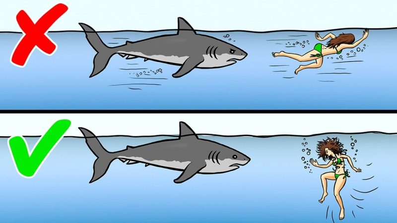 How To Survive In A Wild Animal Attack Cases